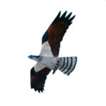 Osprey Kite Decoy