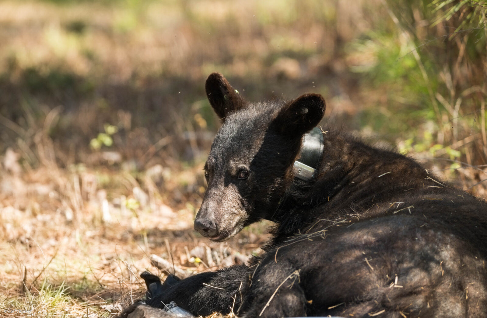 Luminous Collar wildlife tracking device